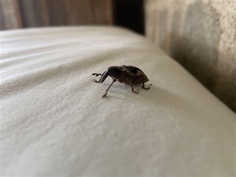 1572 best r/weeviltime images on Pholder .